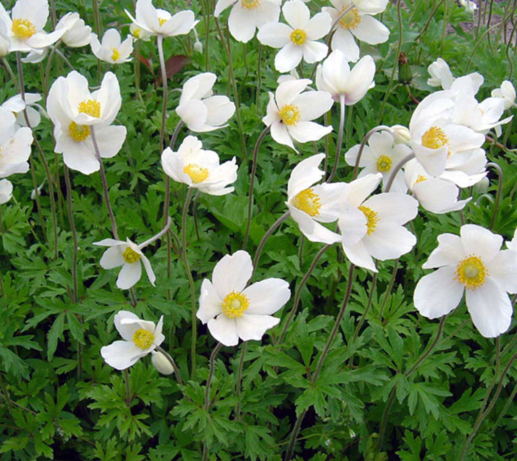 Ветреница Лесная (Anemone Sylvestris)